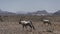 Oryx (gemsbok), Namib Desert