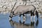 Oryx, Gemsbok, Oryx gazella