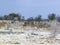 Oryx or gemsbok, a zebra, and a wildebeest or gnu in the desolate landscape of Etosha National Park, Namibia. The wild African