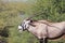 Oryx, Gemsbuck - Smiling African Antelope - Funny Life
