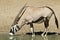 Oryx / Gemsbuck - Wildlife from Africa - Thirst