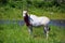 Oryx is a genus consisting of four large antelope species called oryxes