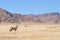 Oryx in grass and mountain landscape