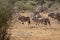 Oryx Herd