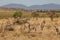 Oryx herd, Kenya, Africa
