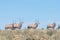 Oryx herd in the Mountain Zebra National Park