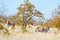 Oryx hiding in the bush. Wildlife Safari in the Mapungubwe National Park, travel destination in South Africa.