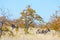 Oryx hiding in the bush. Wildlife Safari in the Mapungubwe National Park, travel destination in South Africa.