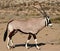 Oryx in kalahari desert