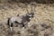 Oryx in the Kgalagadi