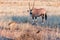 Oryx and Kori Bustard in the arid Kgalagadi