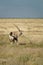 Oryx in Namibian landscape.