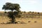 Oryx near a camel thorn tree