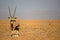 Oryx near Sossusvlei, Namibia