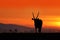 Oryx with orange sand dune evening sunset. Gemsbock large antelope in nature habitat, Sossusvlei, Namibia. Wild desert. Gazella