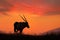 Oryx with orange sand dune evening sunset. Gemsbock large antelope in nature habitat, Sossusvlei, Namibia. Wild desert. Gazella