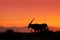 Oryx with orange sand dune evening sunset. Gemsbock large antelope in nature habitat, Sossusvlei, Namibia. Wild desert. Gazella