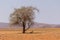 Oryx resting in the shade under a tree near Solitaire, Namibia