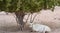 oryx resting under desert tree