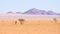 Oryx resting under shadow of Acacia tree in the colorful Namib desert of the majestic Namib Naukluft National Park, best travel de