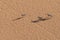 Oryx running in a desert.