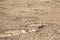 An oryx running past fairy circles in the Namib desert.