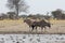 Oryx\'s at the waterhole in Nxai Pan NP