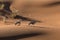 Oryx in sand dunes.