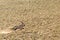 oryx in the sand dunes of Sossusvlei.