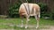 Oryx (Scimitar-horned oryx gazella)
