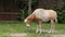 Oryx - Scimitar-horned oryx gazella