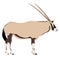 Oryx from side, drawn illustration