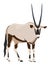 Oryx from side, looking towards, illustration