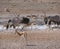 Oryx, springbok and ostrich sharing water