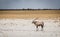 Oryx walking across open space