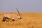 Oryx walking in an african park