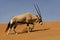 Oryx walking in the Nabib desert