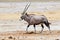 Oryx walking in the savannah