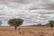 Oryx walks in the desert of Namibia, with trees and mountains in the background,