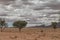 Oryx walks in the desert of Namibia, with trees and mountains in the background,