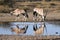 Oryx at a waterhole