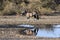 Oryx at a waterhole