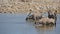 Oryx in waterhole