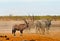 Oryx and Zebra in a haze of dust