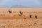 Oryxes in the Namib Naukluft National Park, Namibia