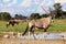 Oryxes under ata waterhole in kgalagadi