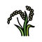 oryza plant food color icon vector illustration