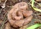 Osage Copperhead Snake, Agkistrodon contortrix