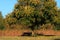 Osage Orange tree