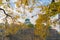 Osaka Castle building with colorful maple leaves or fall foliage in autumn season. Colorful trees, Kyoto City, Kansai, Japan.